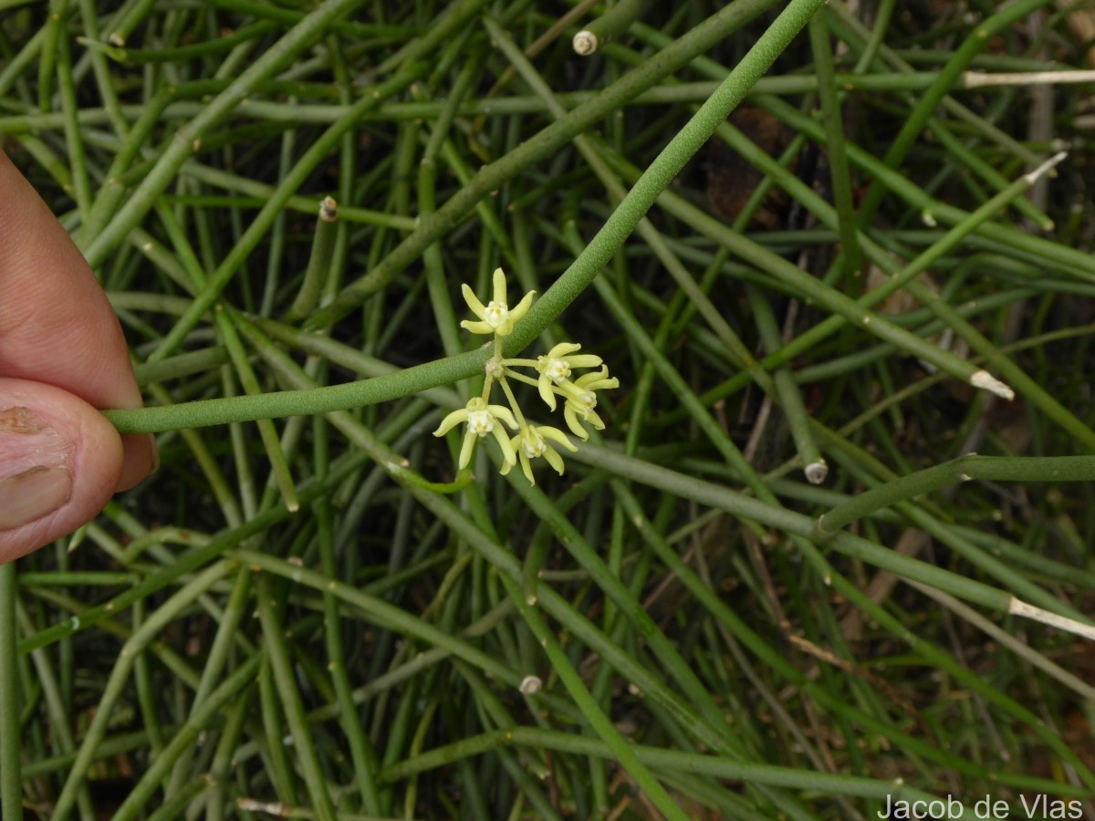 Cynanchum viminale (L.) L.